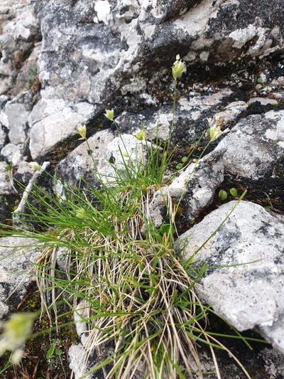 Sesleriella sphaerocephala, photographed by Étienne Léveillé-Bourret