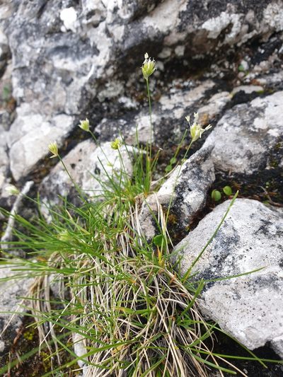 Sesleriella sphaerocephala, photographed by Étienne Léveillé-Bourret