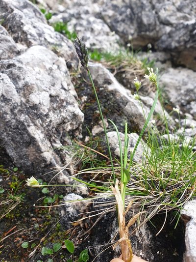 Sesleriella sphaerocephala, photographed by Étienne Léveillé-Bourret