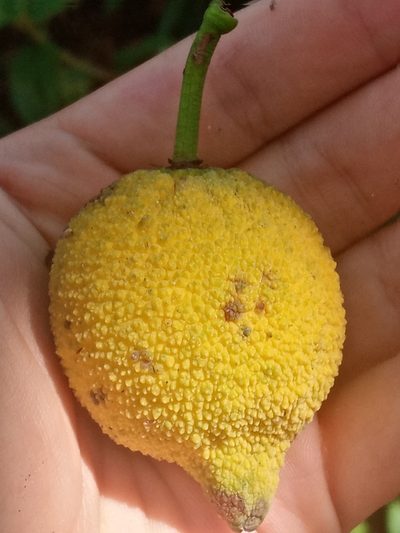 Garcinia madruno, photographed by Mateo Puerta