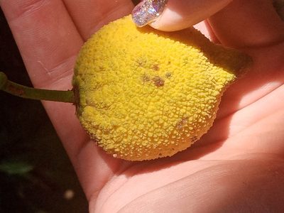 Garcinia madruno, photographed by Mateo Puerta