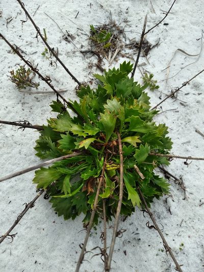 Eryngium cuneifolium, photographed by Scott Ward