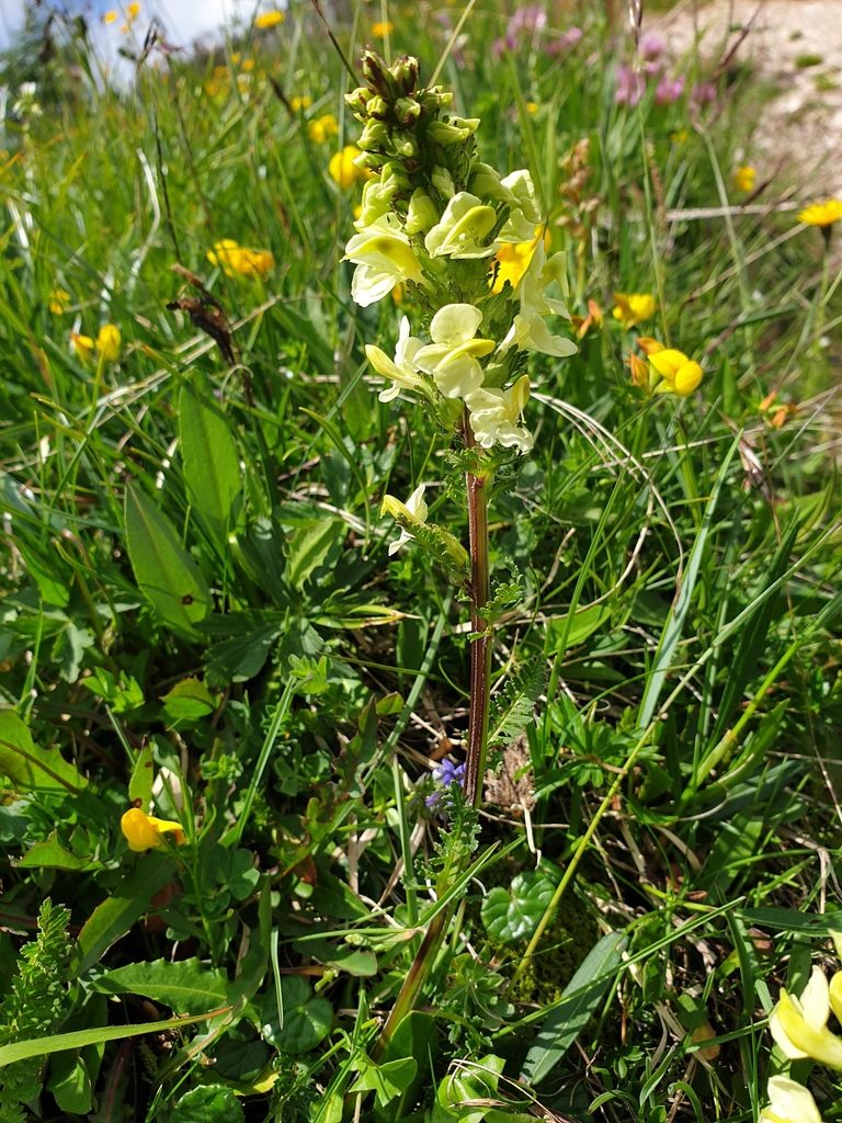 Pedicularis elongata, photographed by Étienne Léveillé-Bourret