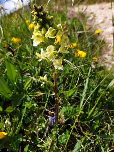 Pedicularis elongata, photographed by Étienne Léveillé-Bourret
