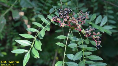 Zanthoxylum schinifolium, photographed by Kim, Hyun-tae
