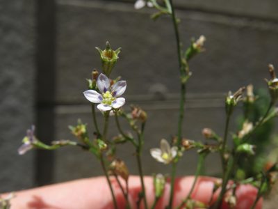 Wahlenbergia androsacea, photographed by Jeremy Gilmore
