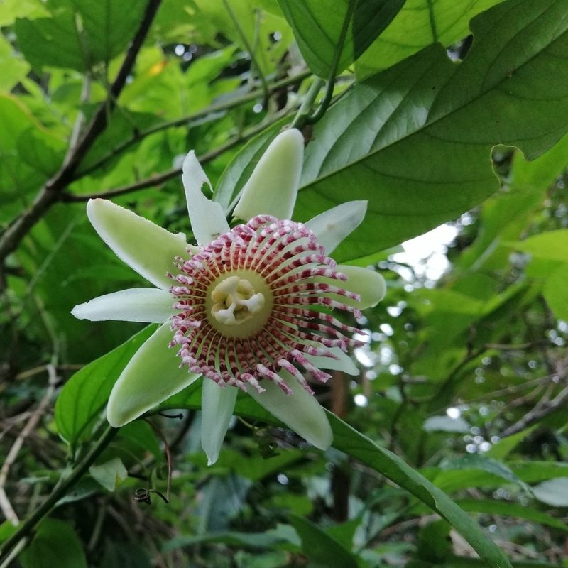 Passiflora nigradenia, photographed by Kozue Kawakami