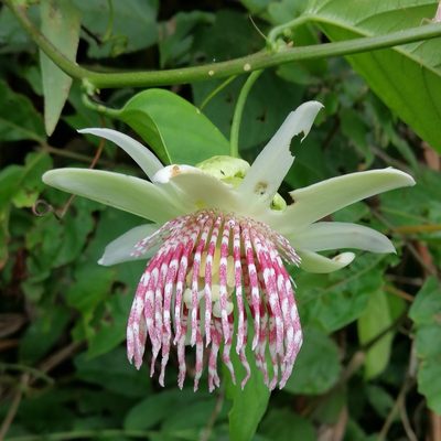 Passiflora nigradenia, photographed by Kozue Kawakami