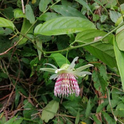 Passiflora nigradenia, photographed by Kozue Kawakami