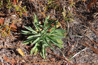 Lupinus villosus, photographed by Kaden Slone