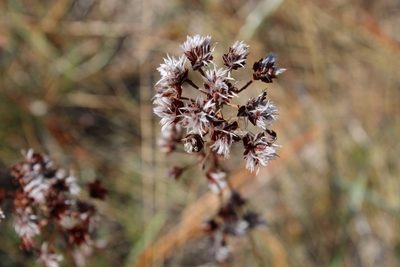 Dalea pinnata, photographed by Kaden Slone