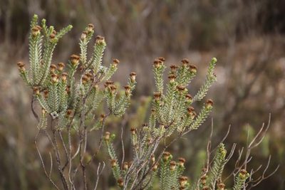 Oedera uniflora, photographed by Tony Rebelo