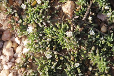 Mesembryanthemum parviflorum, photographed by Tony Rebelo