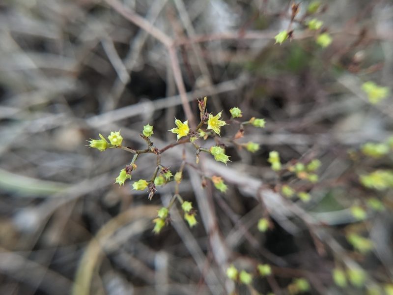 Paronychia lindheimeri, photographed by Cleveland Powell