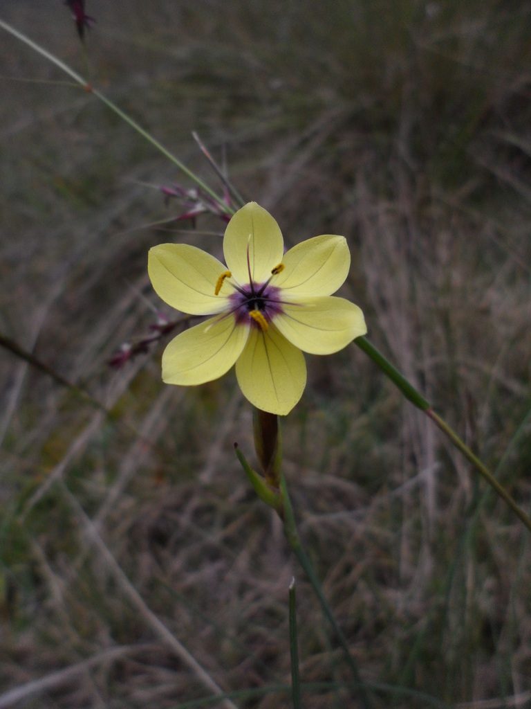 Sisyrinchium conzattii, photographed by Jose Antonio Aranda Pineda