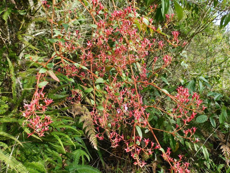 Monochaetum multiflorum, photographed by Álvaro Rivas Godin