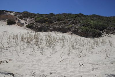 Thinopyrum distichum, photographed by Tony Rebelo