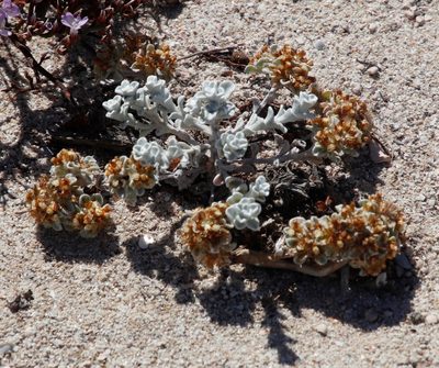 Helichrysum litorale, photographed by Tony Rebelo