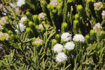 Agathosma collina, photographed by Tony Rebelo