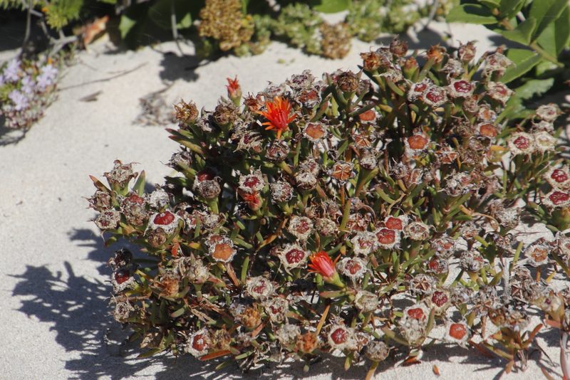 Lampranthus fergusoniae, photographed by Tony Rebelo