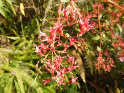 Monochaetum multiflorum, photographed by Álvaro Rivas Godin