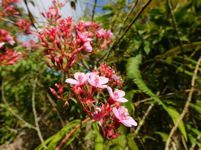 Monochaetum multiflorum, photographed by Álvaro Rivas Godin