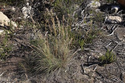 Cymbopogon pospischilii, photographed by Tony Rebelo