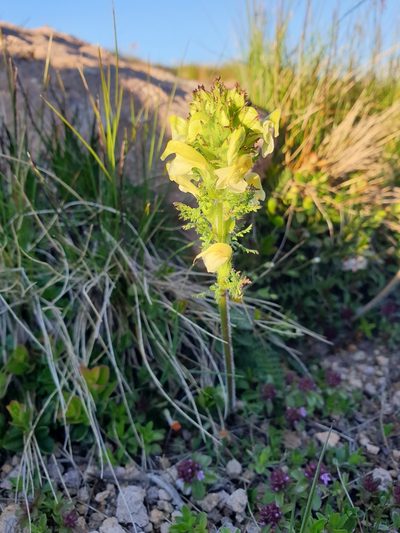Pedicularis elongata, photographed by Étienne Léveillé-Bourret