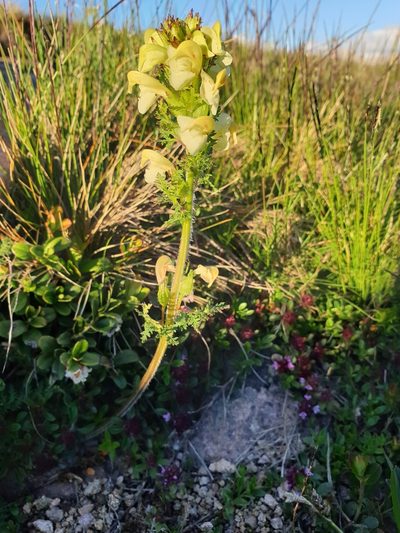 Pedicularis elongata, photographed by Étienne Léveillé-Bourret