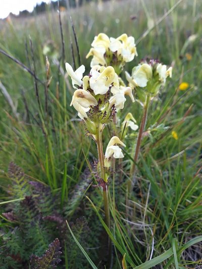 Pedicularis tuberosa, photographed by Étienne Léveillé-Bourret