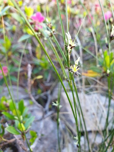 Oreojuncus monanthos, photographed by Étienne Léveillé-Bourret