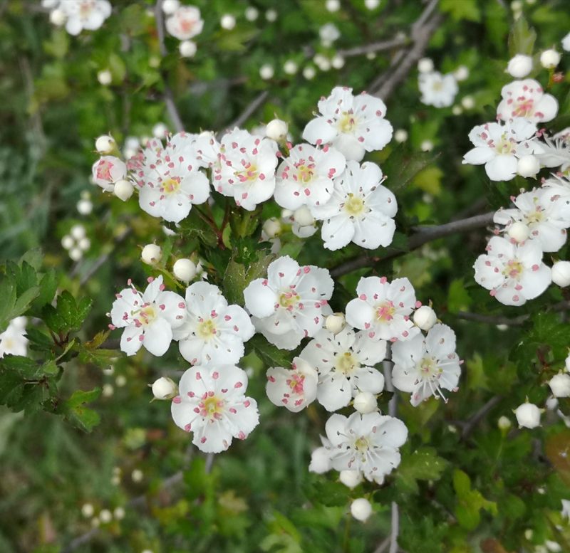 Crataegus pentagyna, photographed by Todd Boland