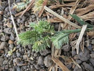 Eleusine multiflora, photographed by bat (Maria Vorontsova)