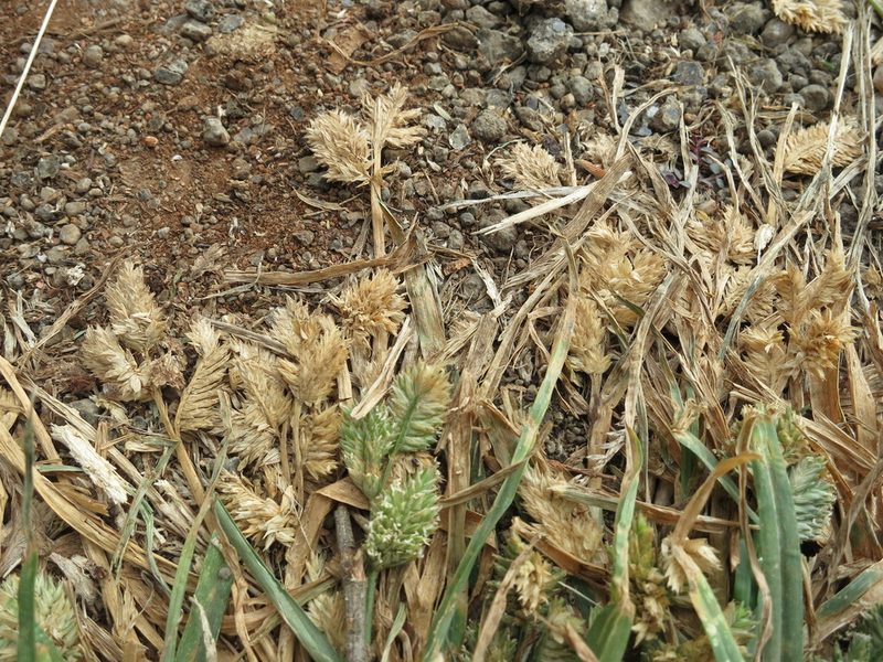 Eleusine multiflora, photographed by bat (Maria Vorontsova)