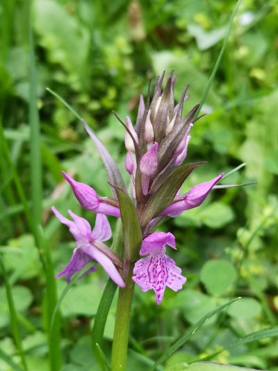 Dactylorhiza urvilleana, photographed by Todd Boland