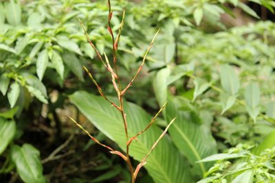 Vriesea vagans, photographed by Carlos Henrique Russi