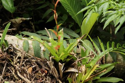 Vriesea vagans, photographed by Carlos Henrique Russi