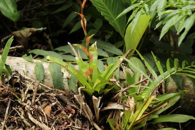 Vriesea vagans, photographed by Carlos Henrique Russi