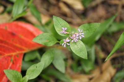 Cuphea racemosa, photographed by Carlos Henrique Russi