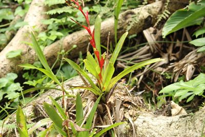 Vriesea vagans, photographed by Carlos Henrique Russi