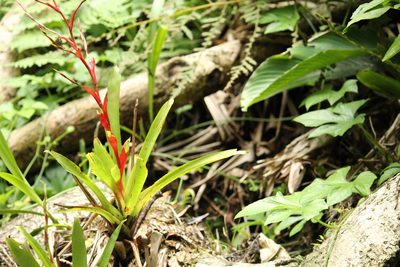 Vriesea vagans, photographed by Carlos Henrique Russi