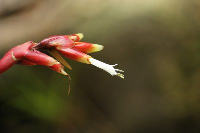 Vriesea flammea, photographed by Carlos Henrique Russi
