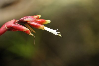 Vriesea flammea, photographed by Carlos Henrique Russi
