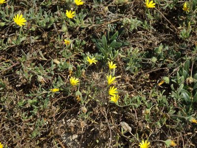 Calendula suffruticosa, photographed by Duarte Frade