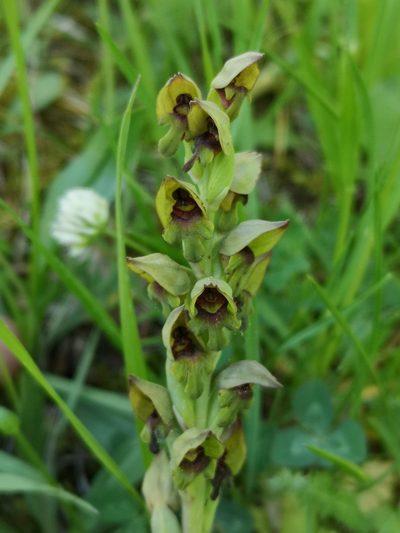 Steveniella satyrioides, photographed by Todd Boland