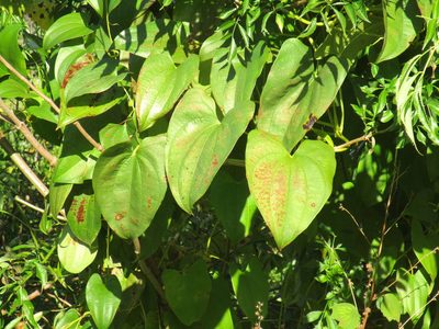 Dioscorea alata, photographed by geosesarma