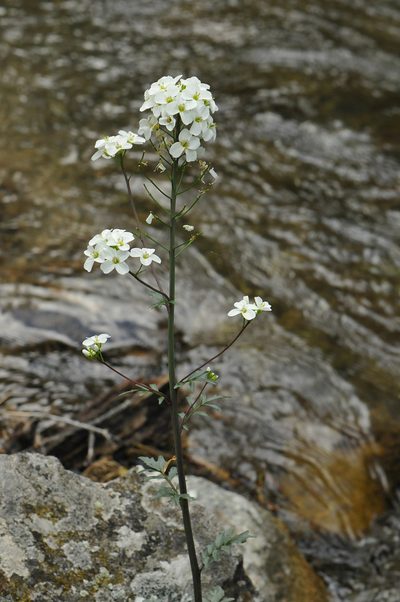 Cardamine uliginosa, photographed by Todd Boland