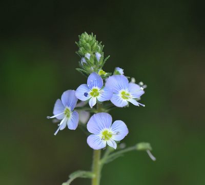 Veronica gentianoides, photographed by Todd Boland