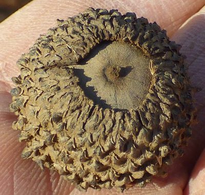 Quercus lyrata, photographed by kcthetc1