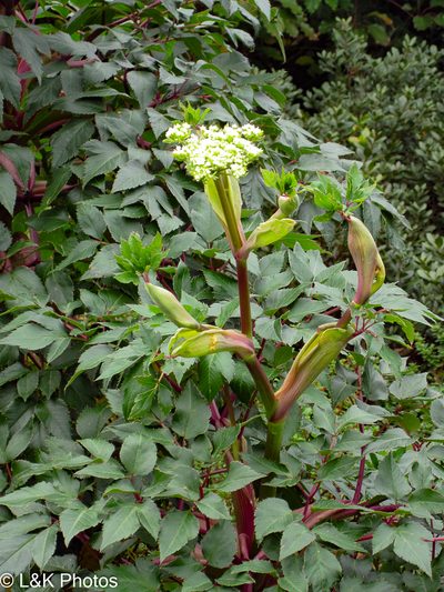 Myrrhidendron donnellsmithii, photographed by lallen